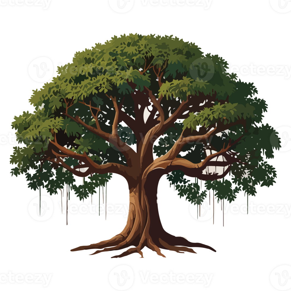 Banyan tree illustration design drawing png