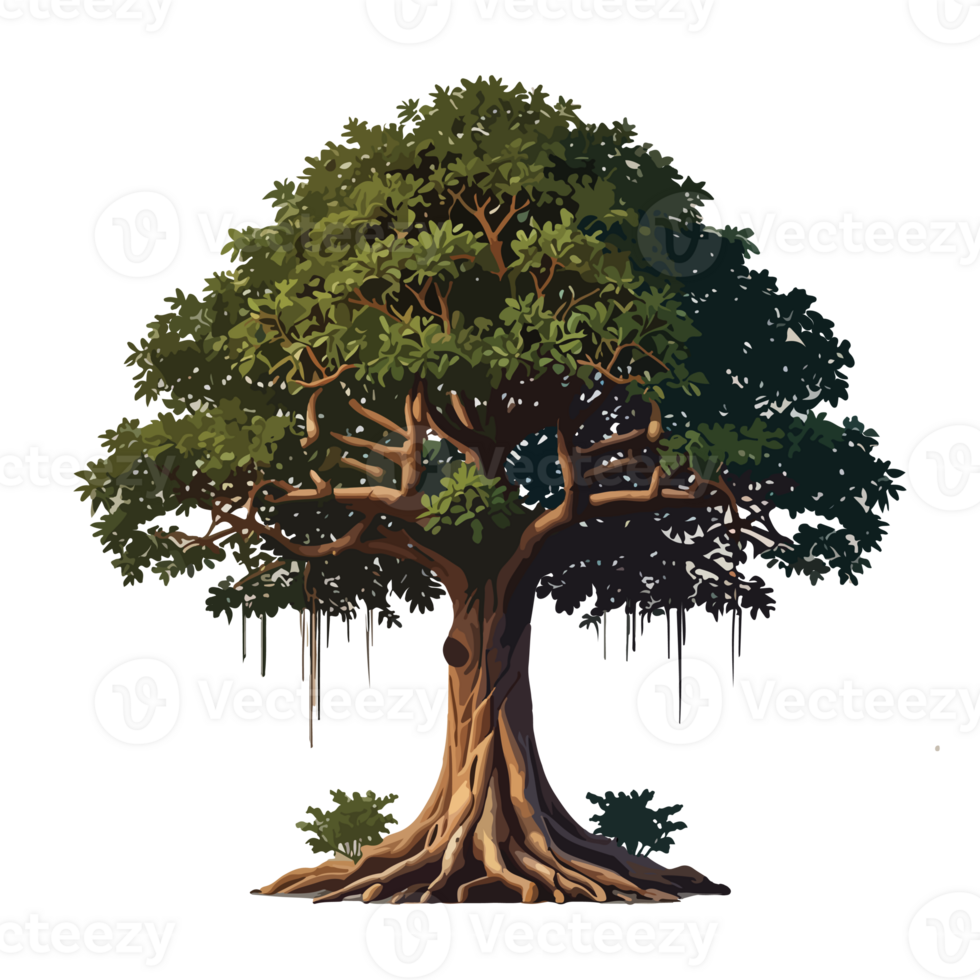 Banyan tree illustration design drawing png