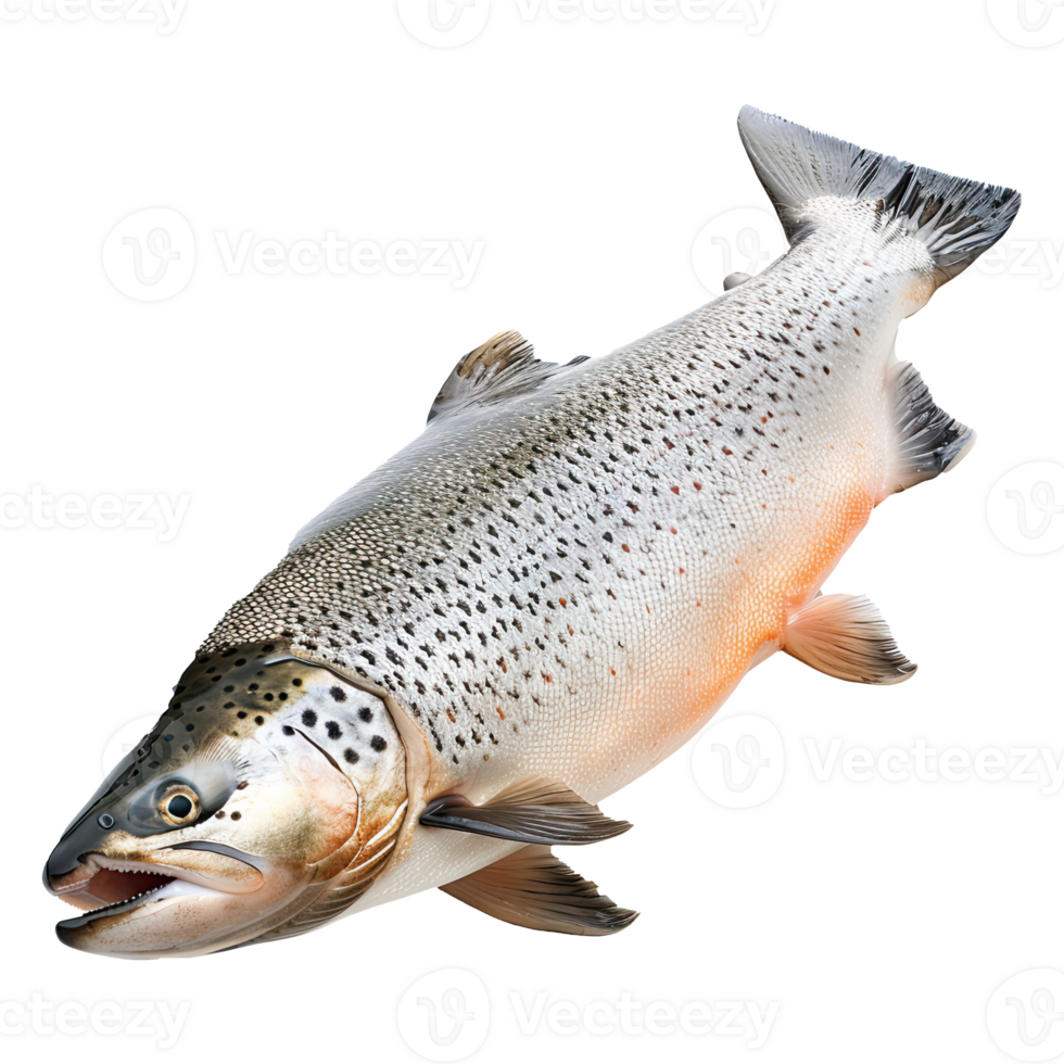 Set of salmon fish. Salmon fish on transparent background. png