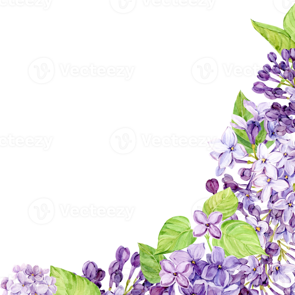 Corner composition of lilac flowers. Violet flowers on a transparent background. Watercolor illustration for the design of cosmetics, perfumes, greeting cards for Mother's Day, spring weddings. png