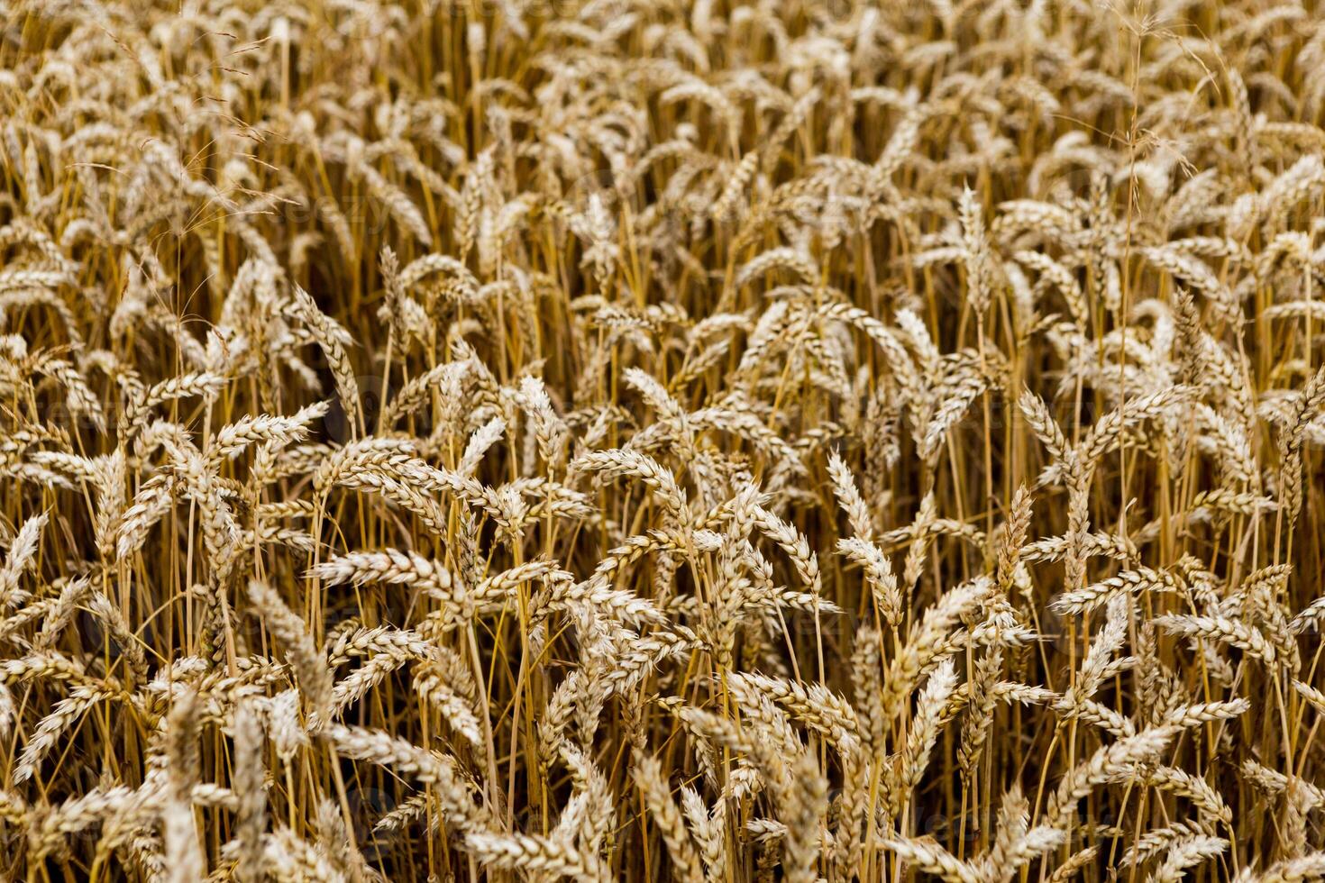 field of ripening wheat, cereal field, texture background photo