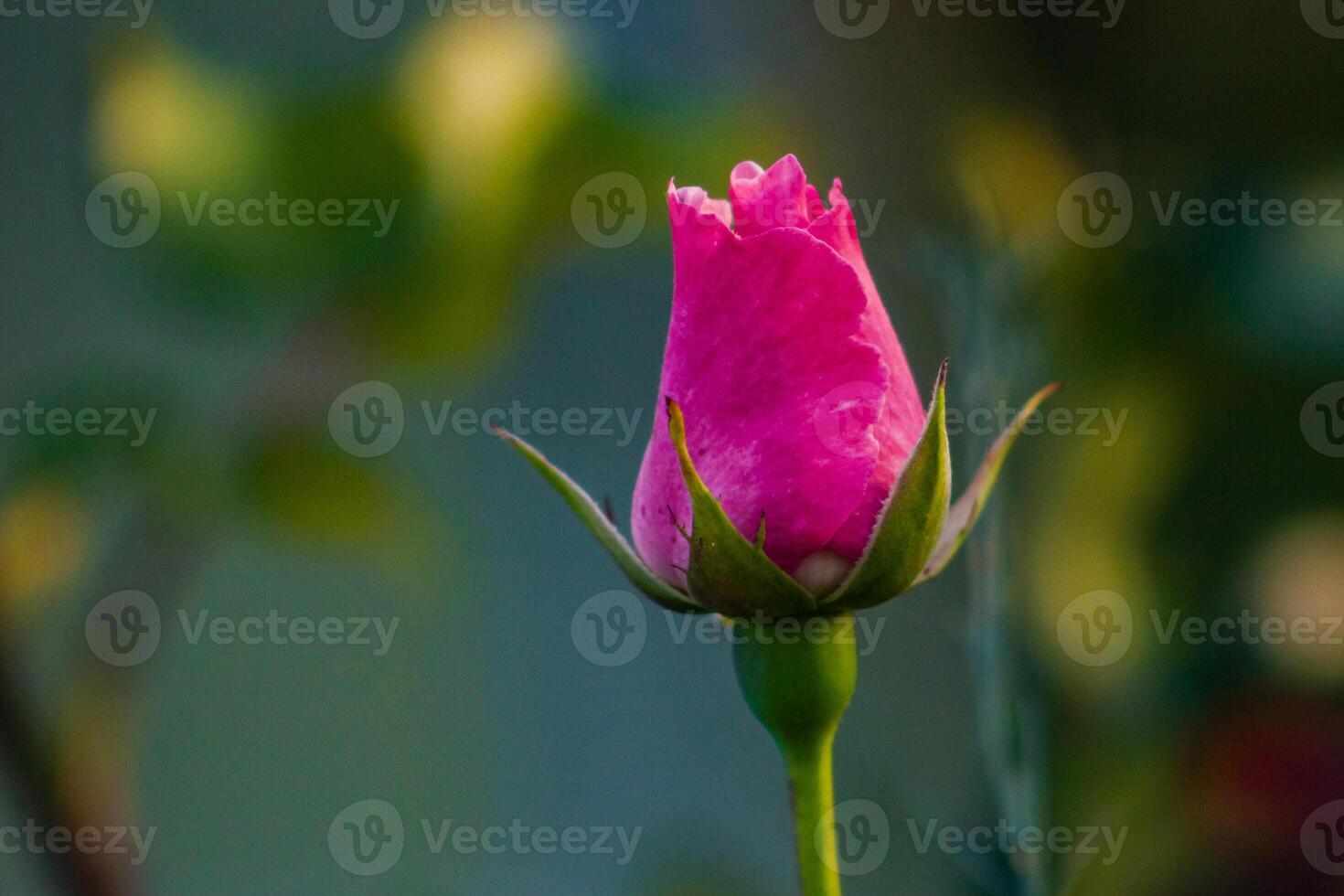 pink rose bud blooms in the garden photo