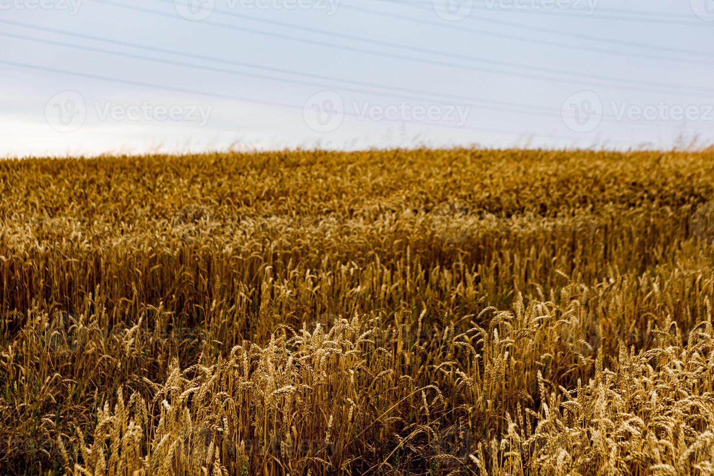 field of ripening wheat, cereal field, texture background photo