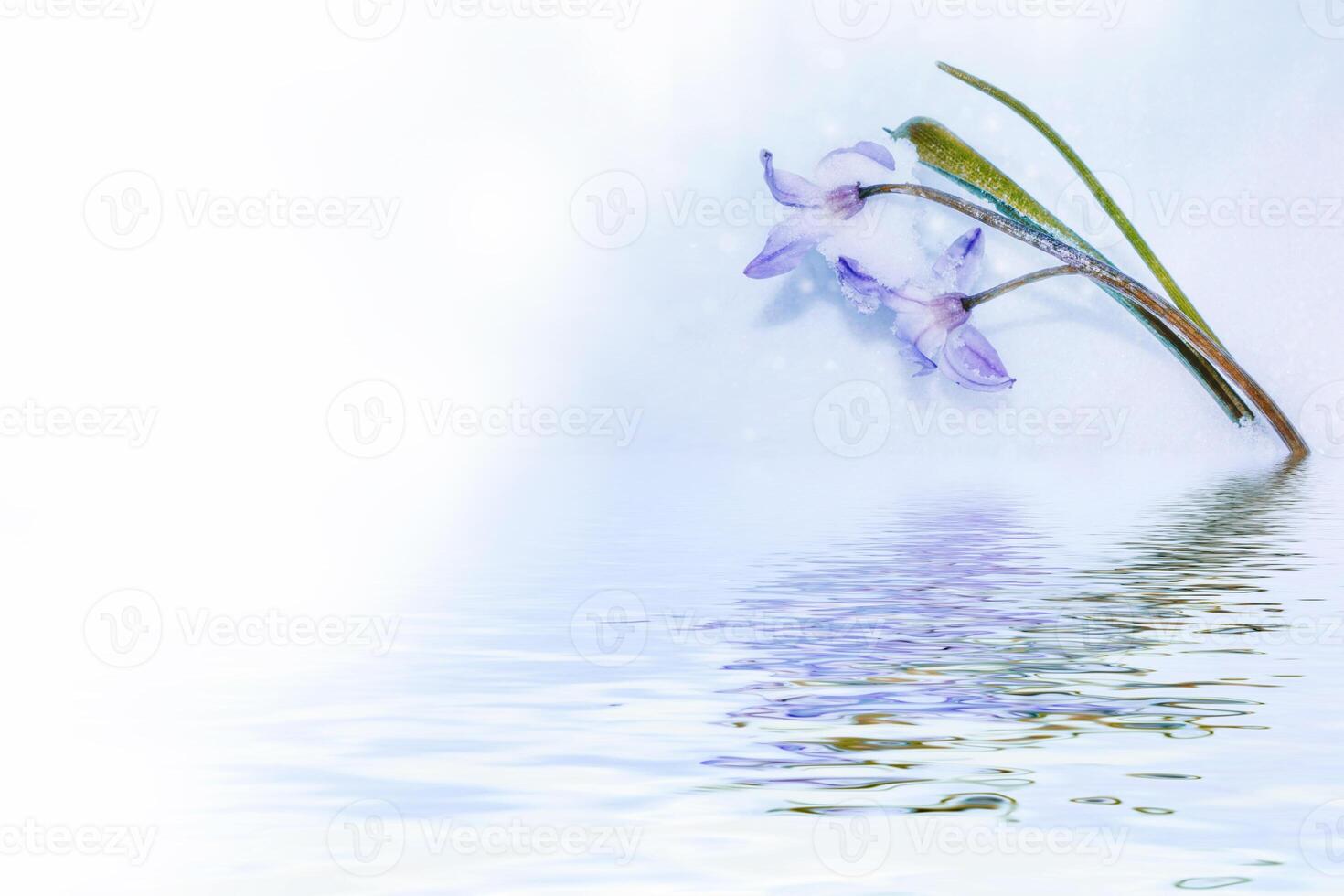 snowdrop flower growing in snow in early spring forest photo