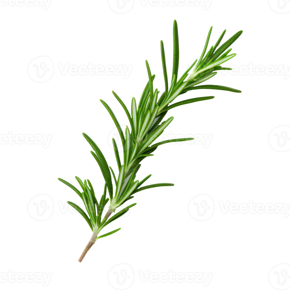 Green Aromatic Rosemary Branch on Isolated Background for Cooking and Health. png
