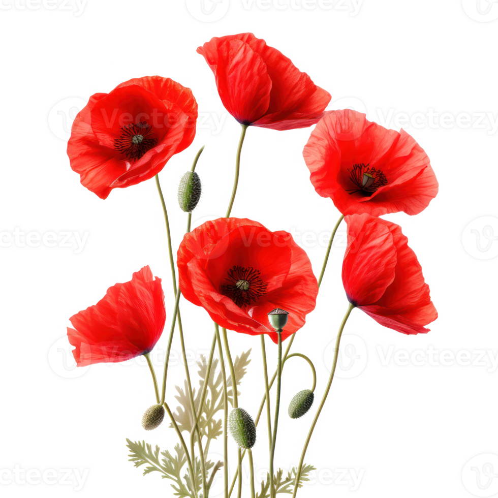 Red Poppy Flowers in Full Bloom on Isolated Background, Natural and Floral Artwork. png
