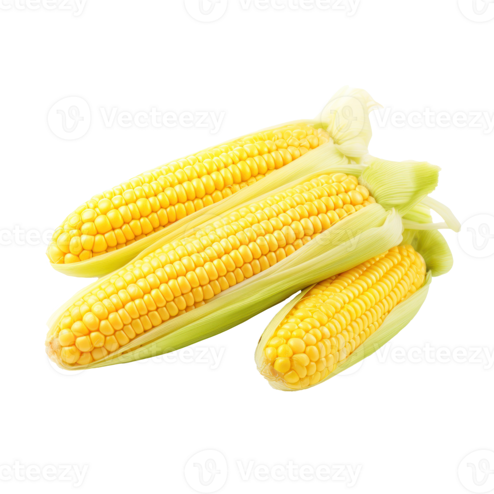 Delicious Organic Corn Ears On Isolated Background. Natural Food Ingredients. png