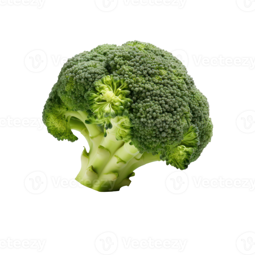 Single Raw Healthy Green Broccoli Florets. Isolated on Background png