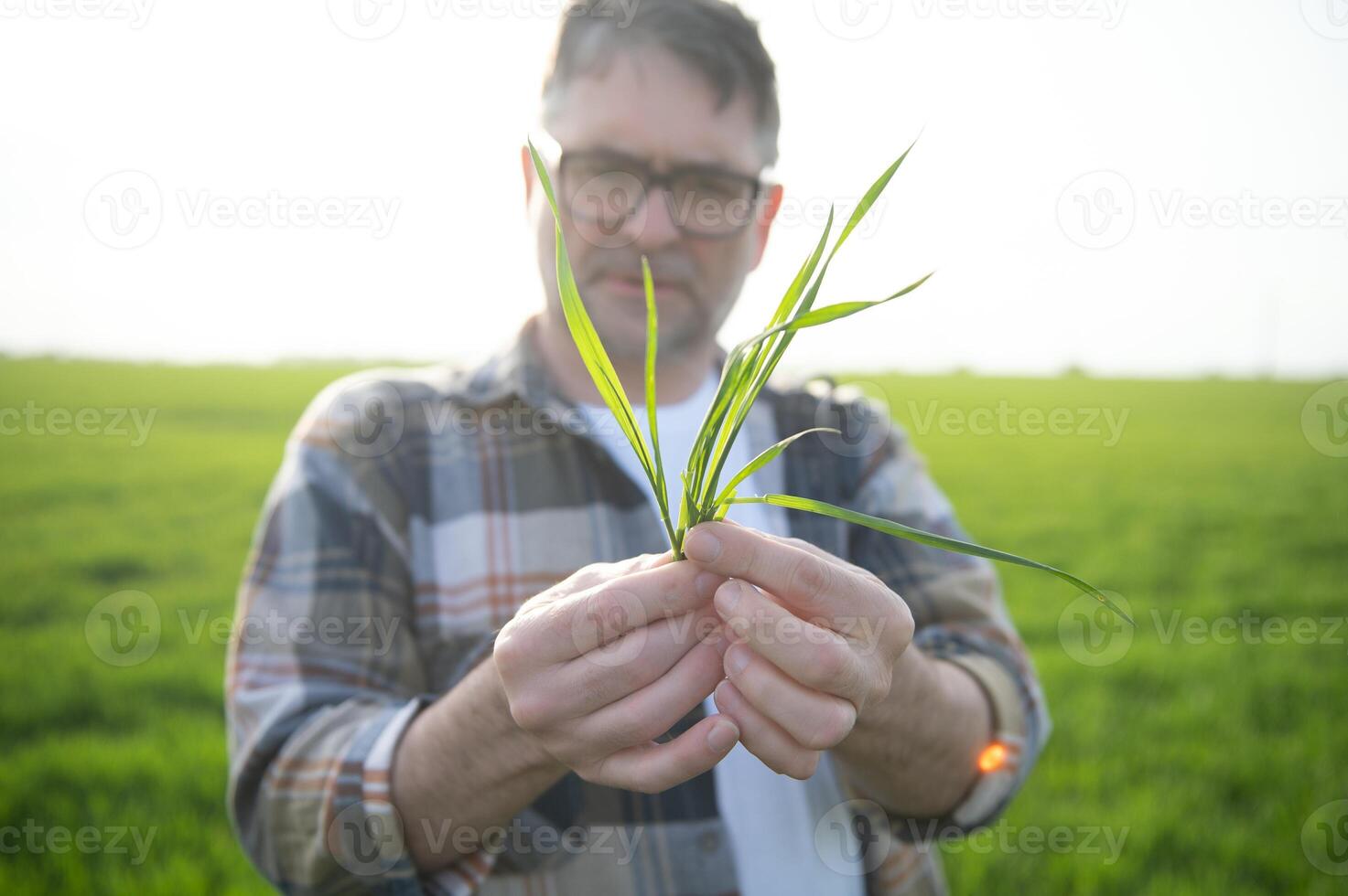 A young farmer inspects the quality of wheat sprouts in the field. The concept of agriculture. photo