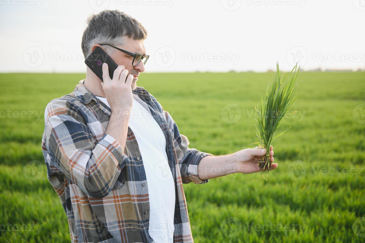 Portrait of senior farmer standing in green wheat field. photo