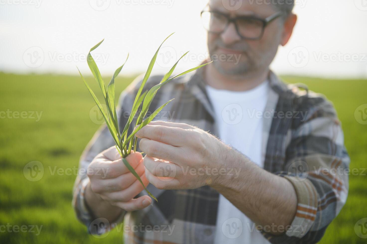 Portrait of senior farmer standing in green wheat field. photo