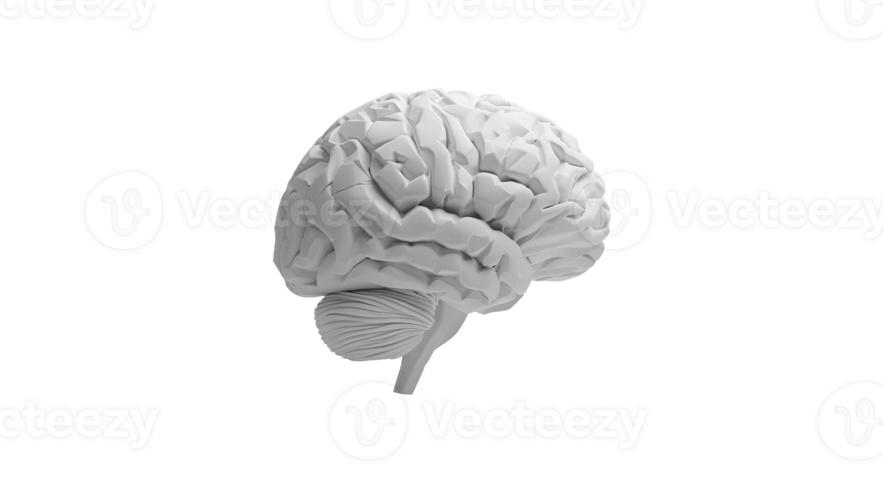 Simplified brain on the transparent background, Format png