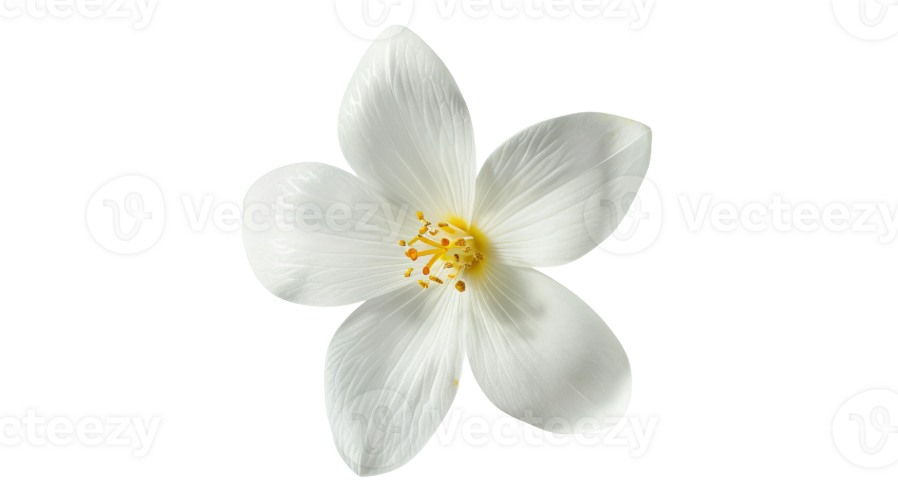 White jasmine bloom on the transparent background, Format png