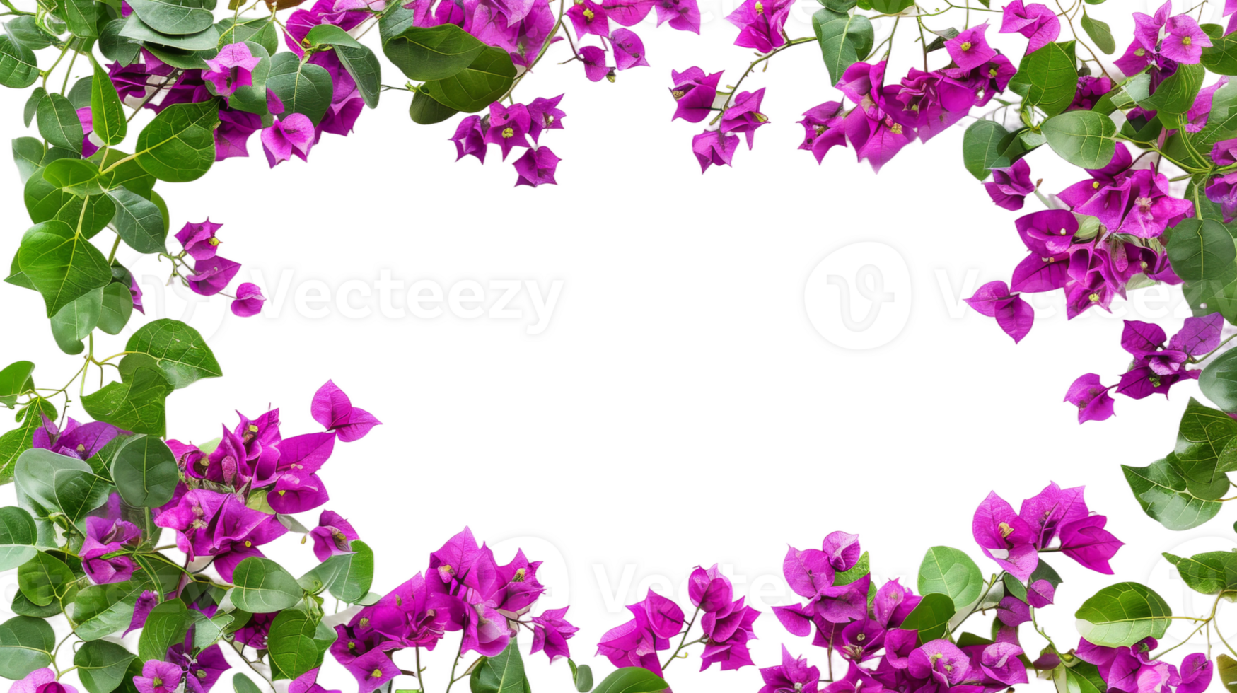 Purple bougainvillea flowers horizontal border with leaves and plants on the transparent background, Format png