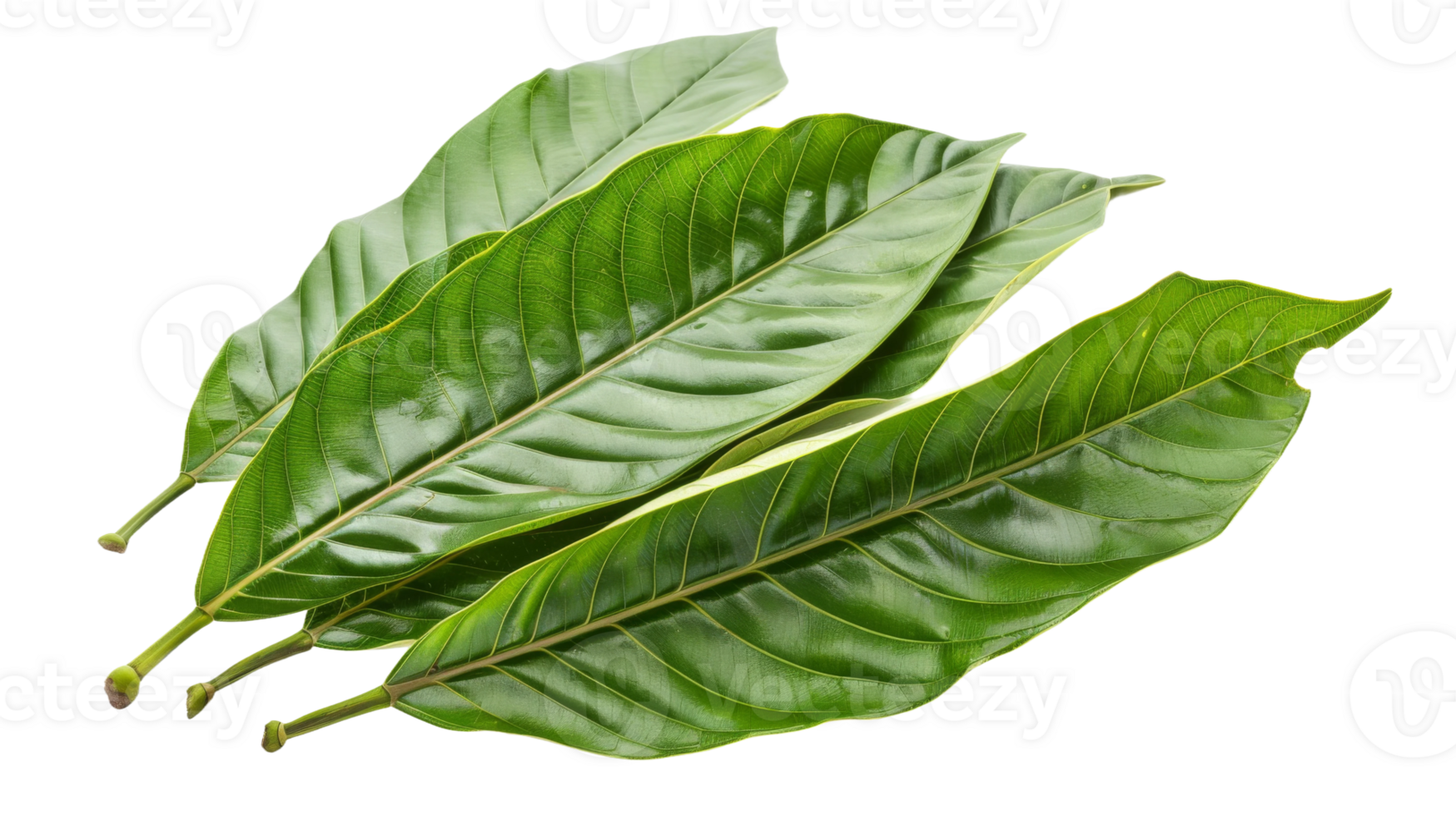 Fresh mango leaves on the transparent background, Format png