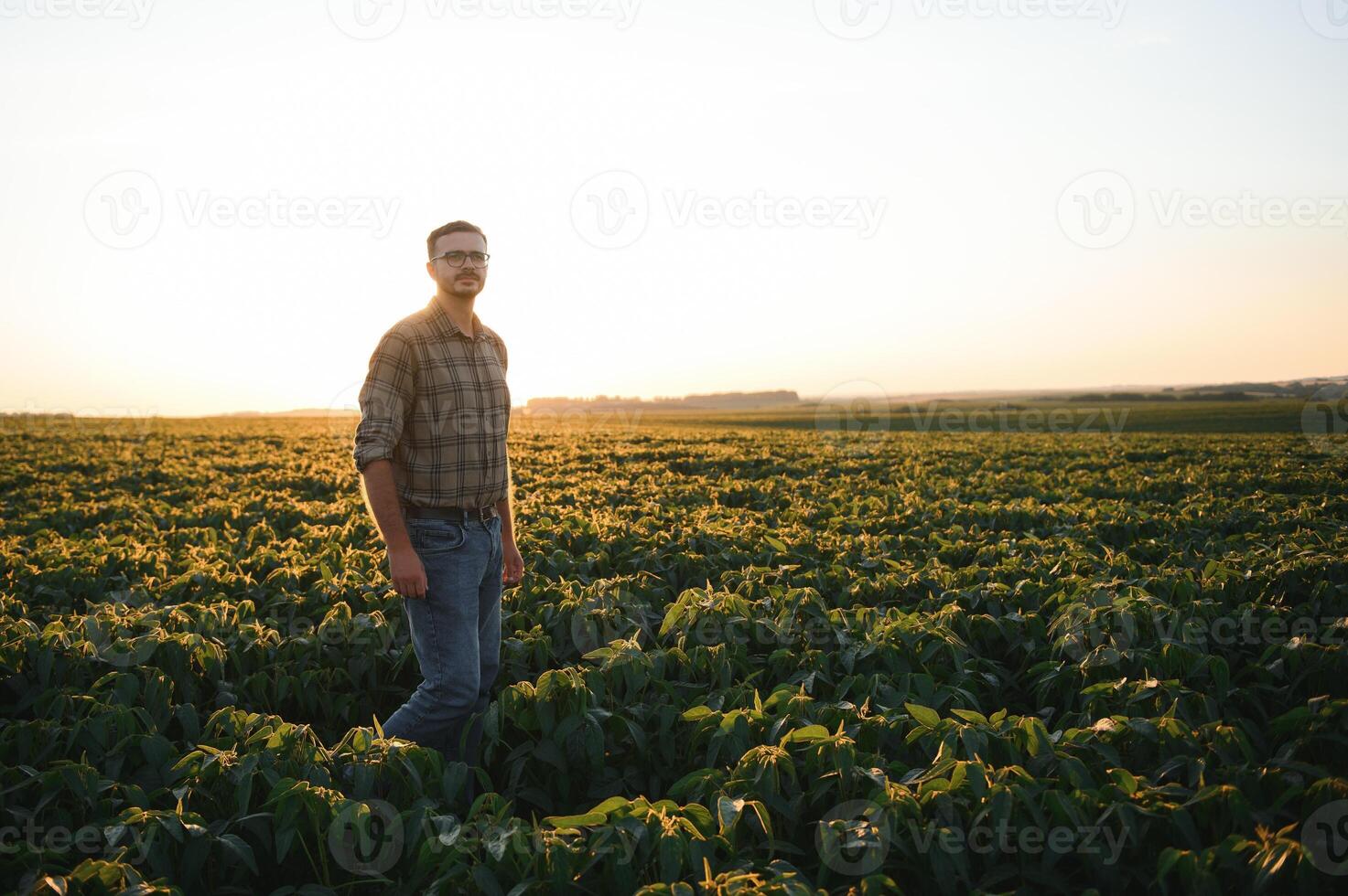 Agronomist inspecting soya bean crops growing in the farm field. Agriculture production concept. young agronomist examines soybean crop on field in summer. Farmer on soybean field photo