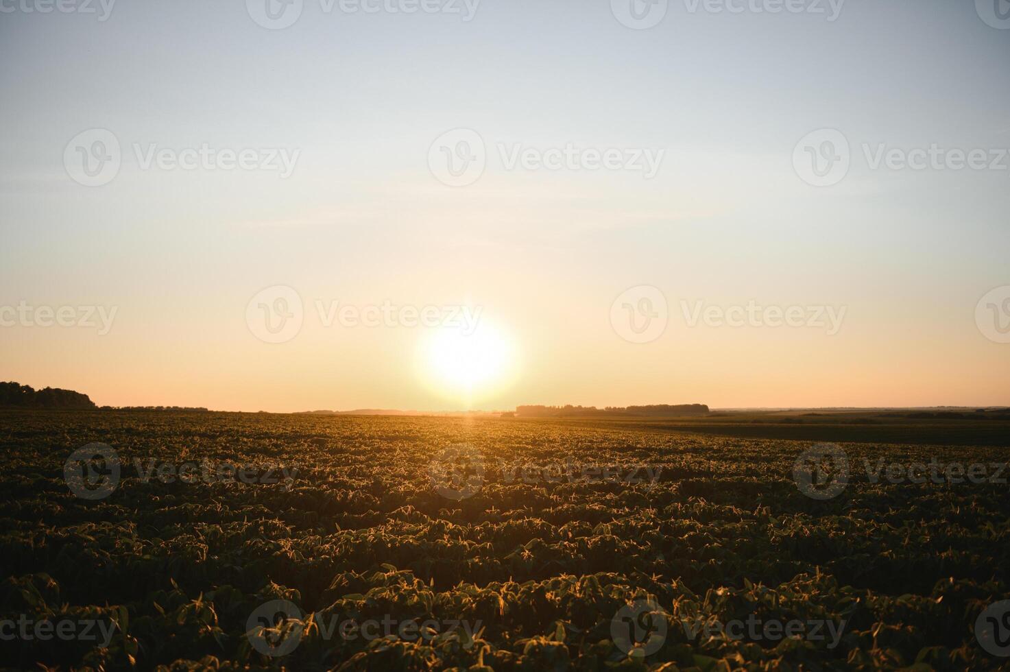 Soybean Field Rows in sunset photo