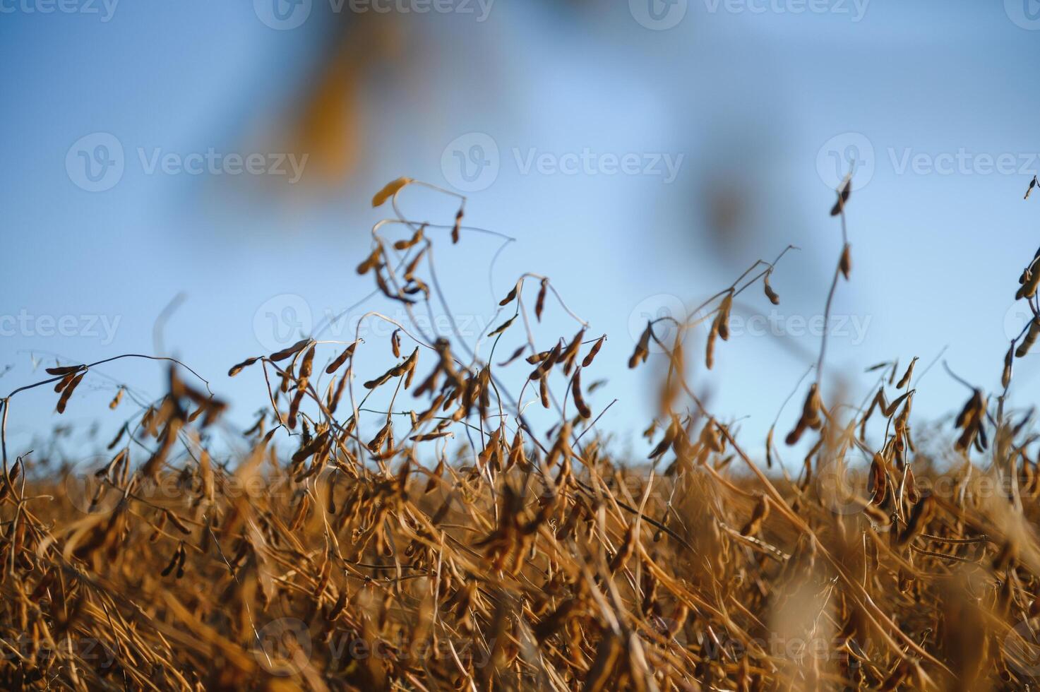Soy field and ripe soy plants at sunrise. Soy agriculture photo