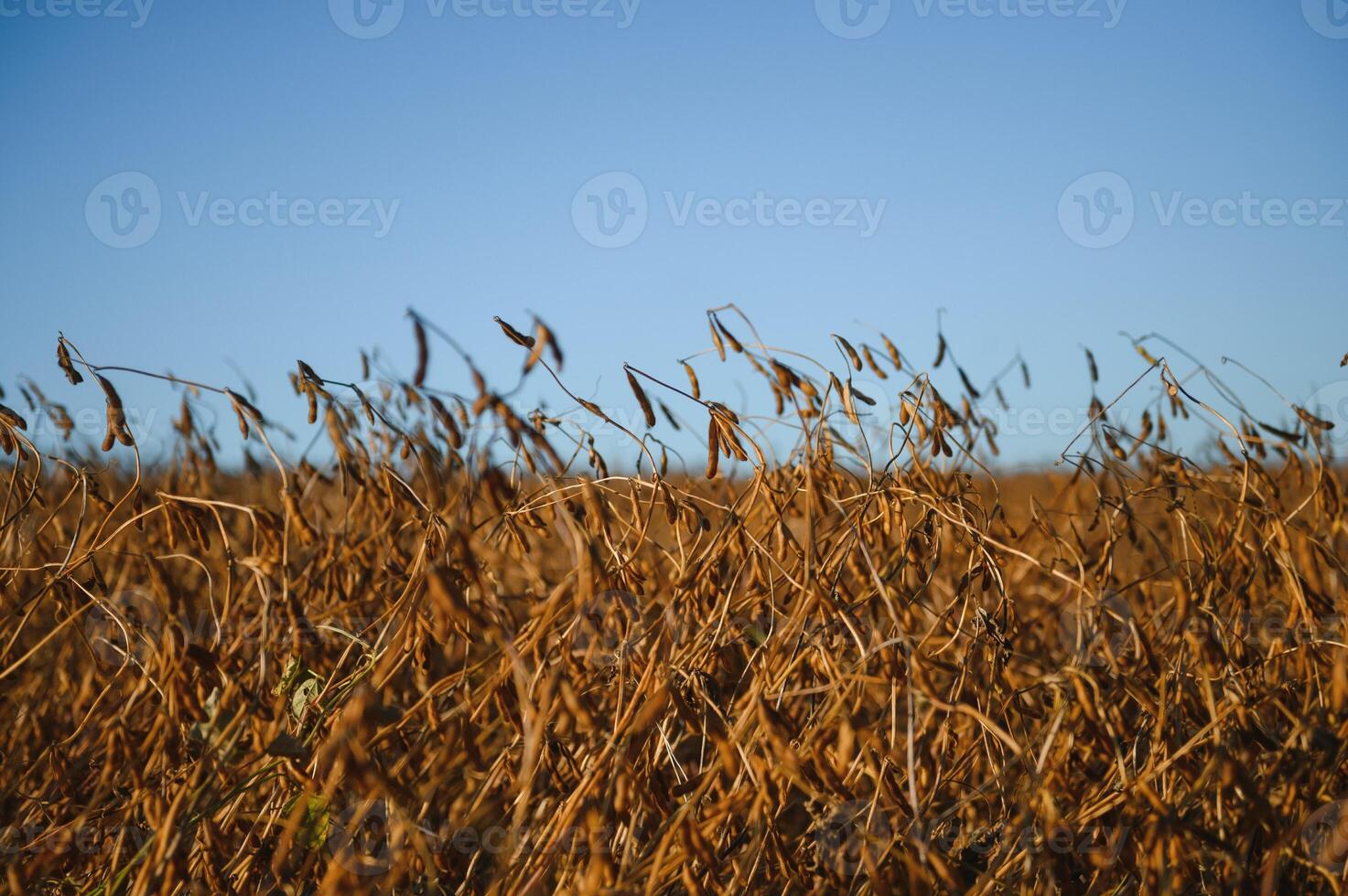 Soy field and ripe soy plants at sunrise. Soy agriculture photo