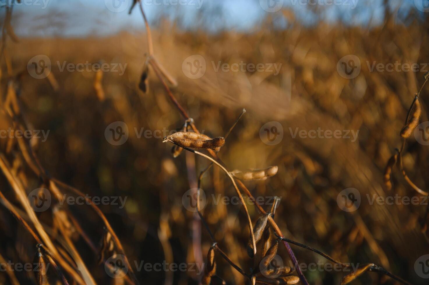 Soy field and ripe soy plants at sunrise. Soy agriculture photo