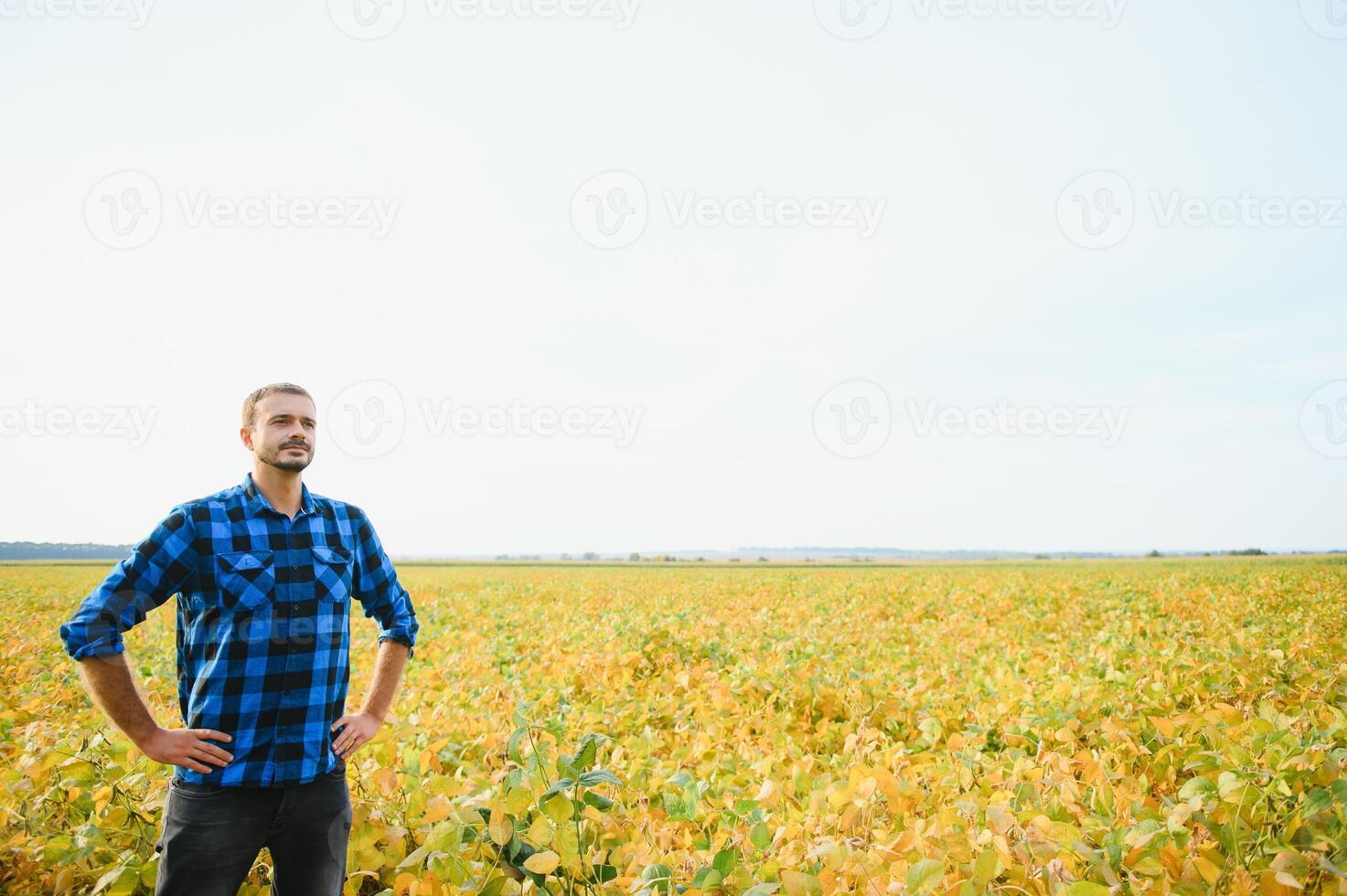 Agronomist inspecting soya bean crops growing in the farm field. Agriculture production concept. young agronomist examines soybean crop on field in summer. Farmer on soybean field photo