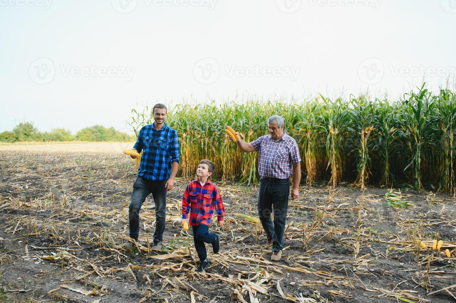 Grandfather,son and grandson working in corn field. Family farming. photo