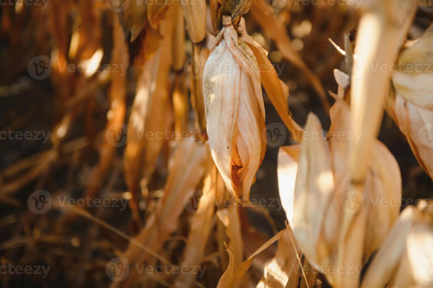 Agricultural field on which grow and change the color of ripe corn. Photo taken closeup with a small depth of field. Autumn season.
