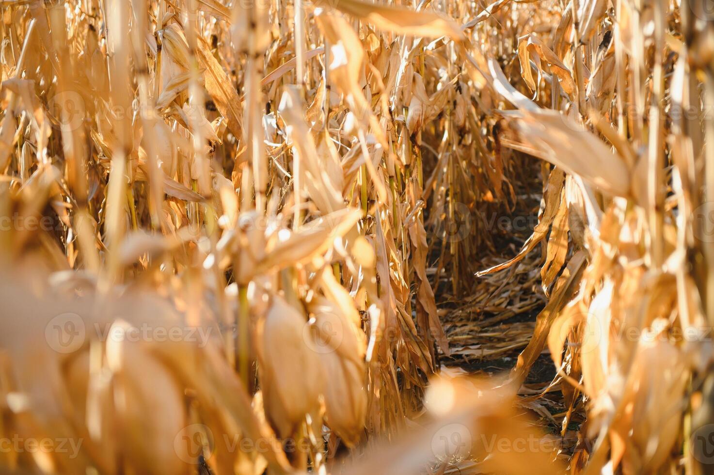 Agricultural field on which grow and change the color of ripe corn. Photo taken closeup with a small depth of field. Autumn season.
