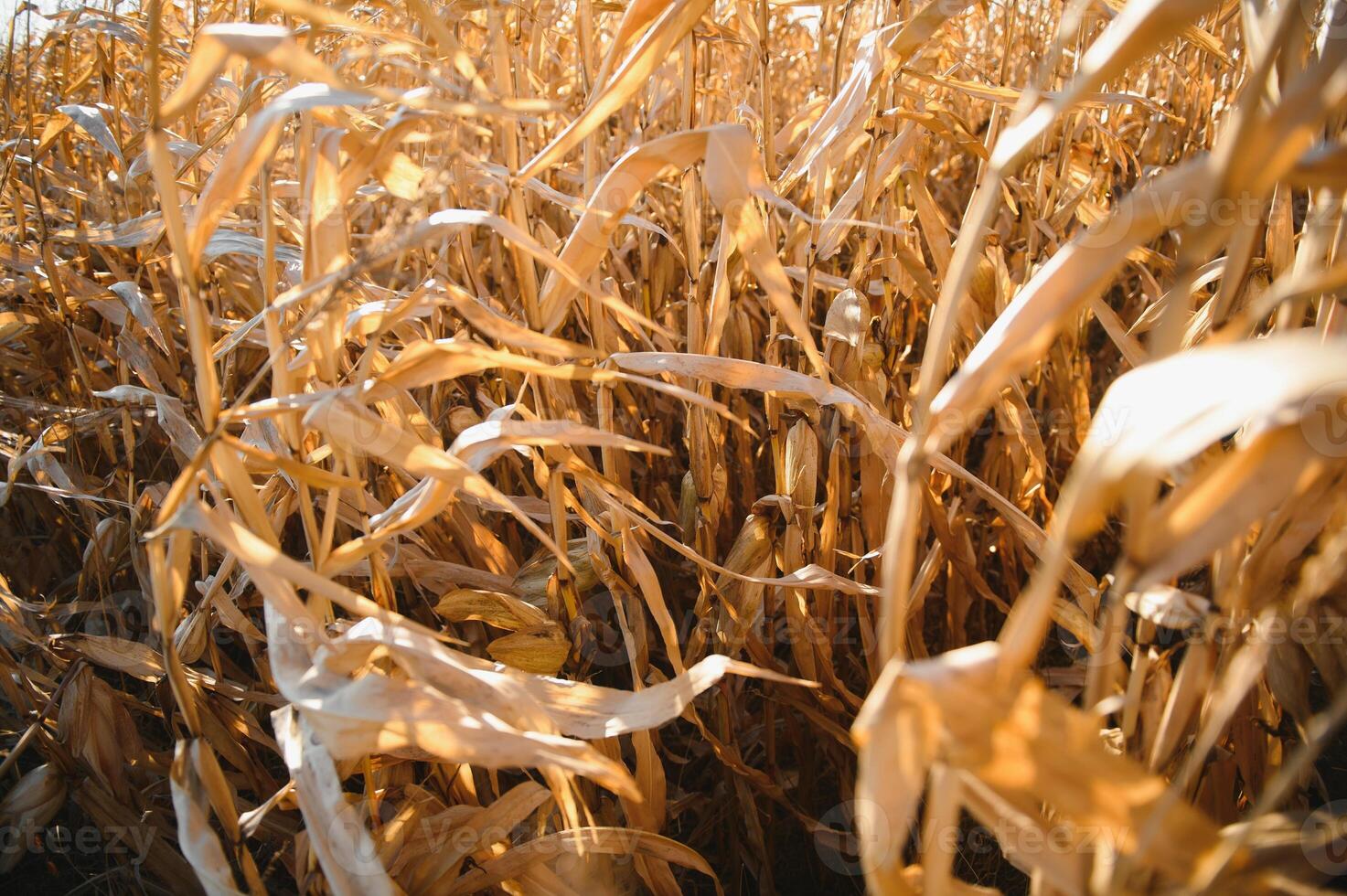 Agricultural field on which grow and change the color of ripe corn. Photo taken closeup with a small depth of field. Autumn season.