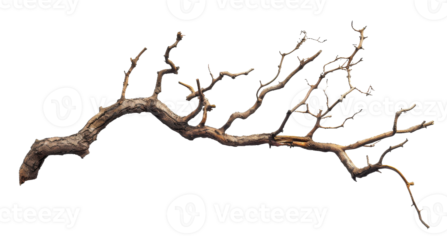 Desiccated twisted jungle branch on the transparent background, Format png