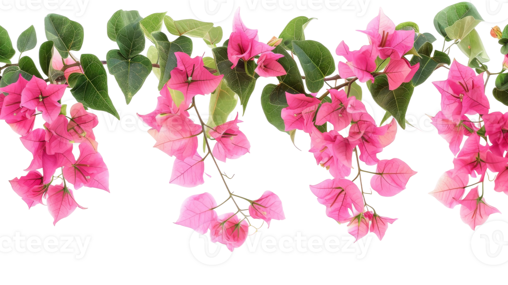 Pink bougainvillea flowers horizontal border with leaves and plants on the transparent background, Format png