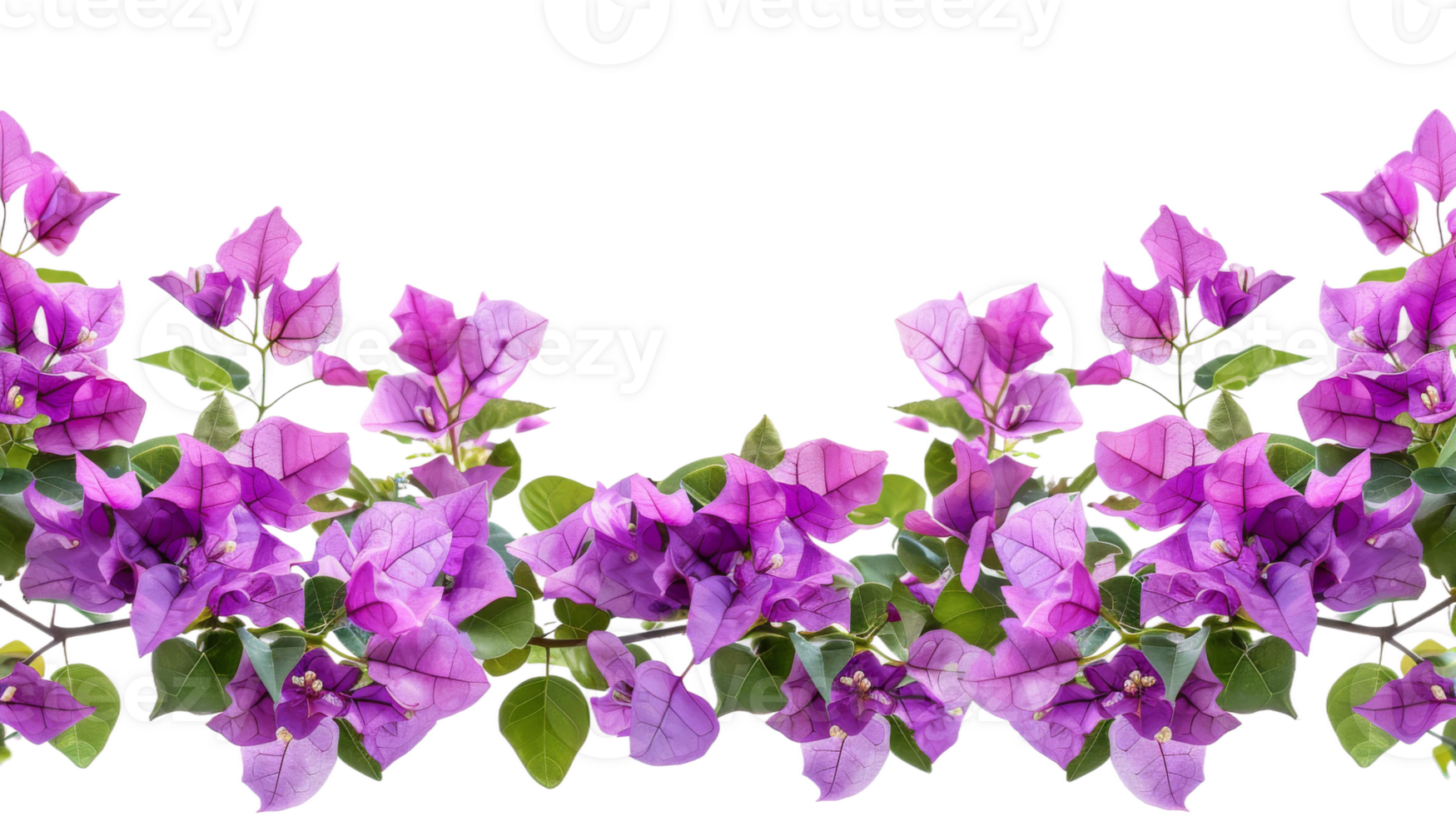 Horizontal border of purple bougainvillea flowers with leaves and plants on the transparent background, Format png