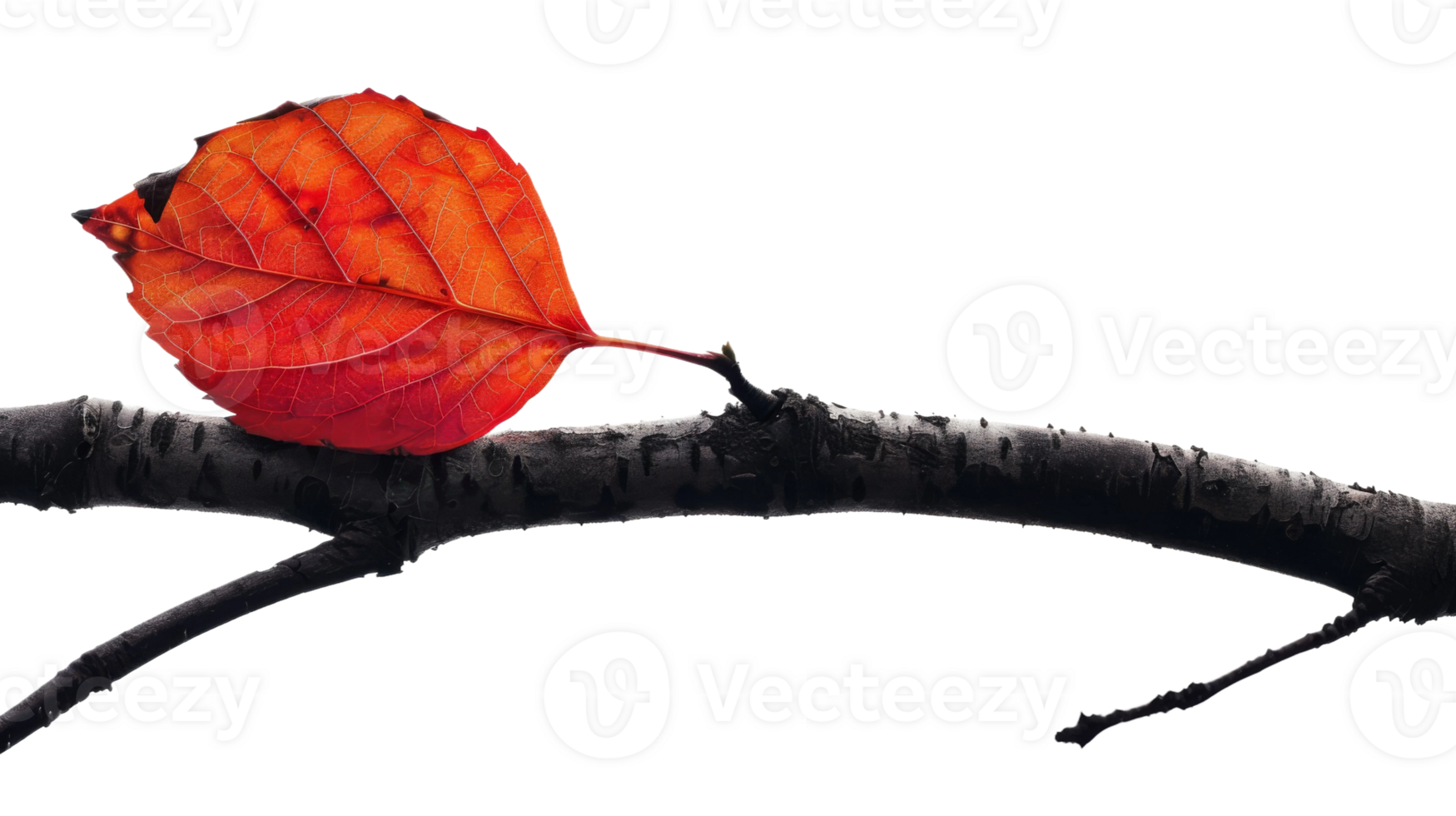 Fiery red creeper leaf contrasted against a dark on the transparent background, Format png