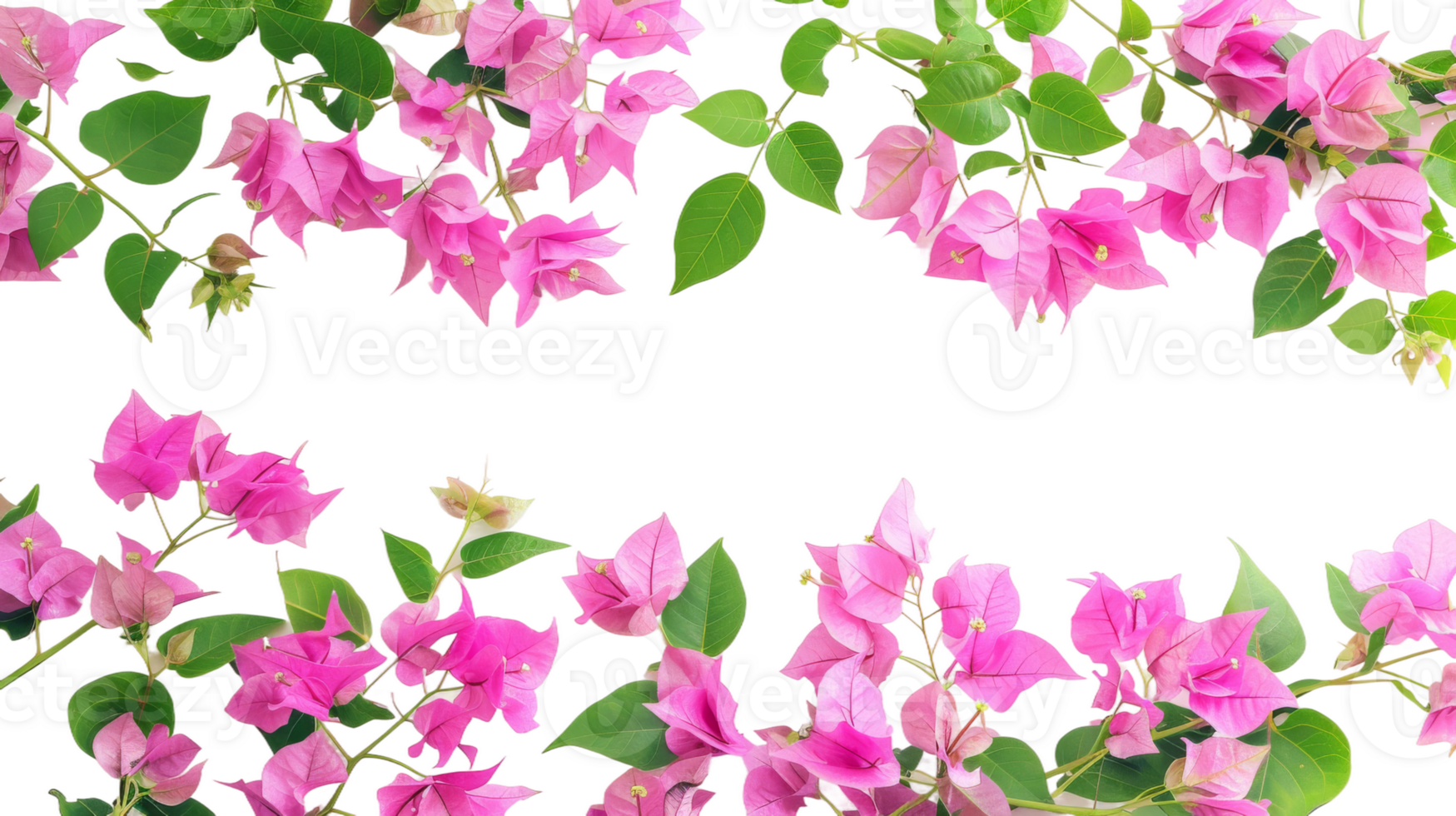 Horizontal border of pink bougainvillea flowers with leaves and plants on the transparent background, Format png