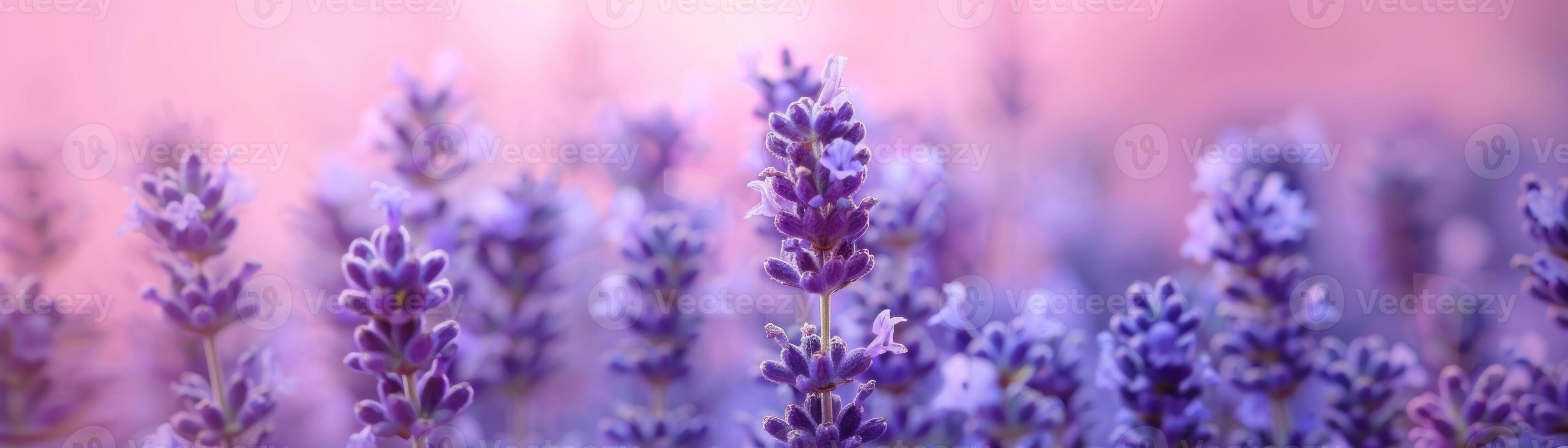 A solid lavender blue background that provides a serene and elegant visual, ideal for showcasing products or objects in the foreground. The soft lavender blue color adds a touch of tranquility and photo