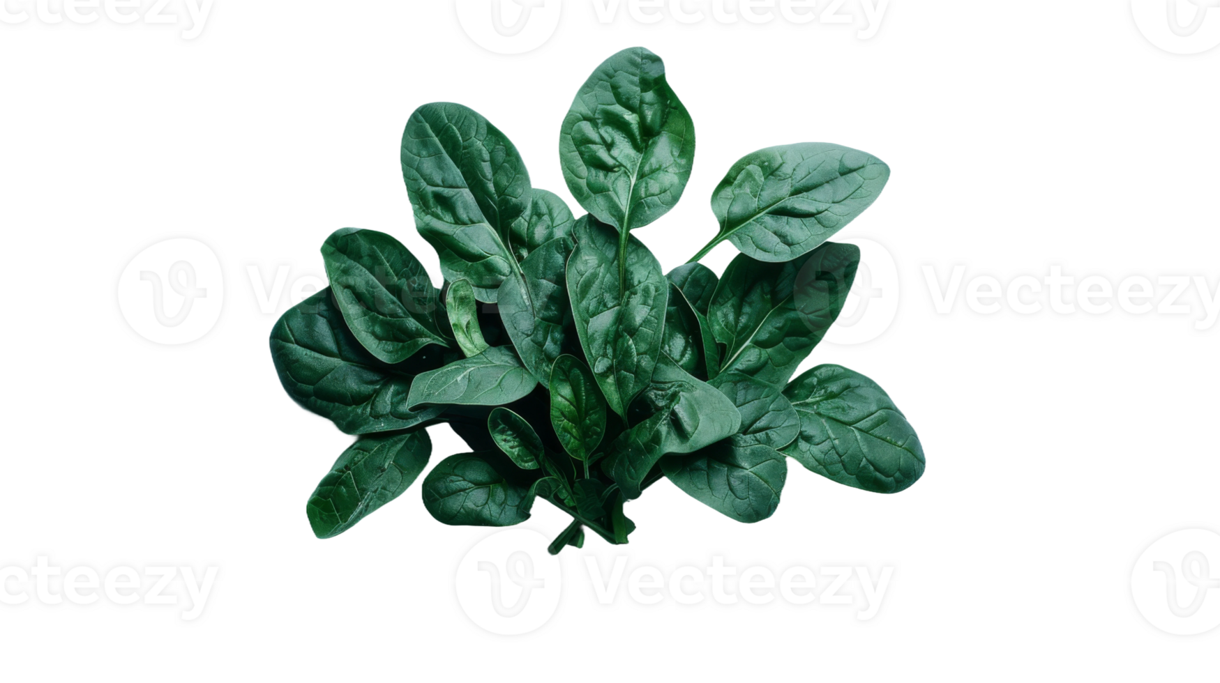 A crisp bundle of spinach leaves, rich green and alive on the transparent background, Format png