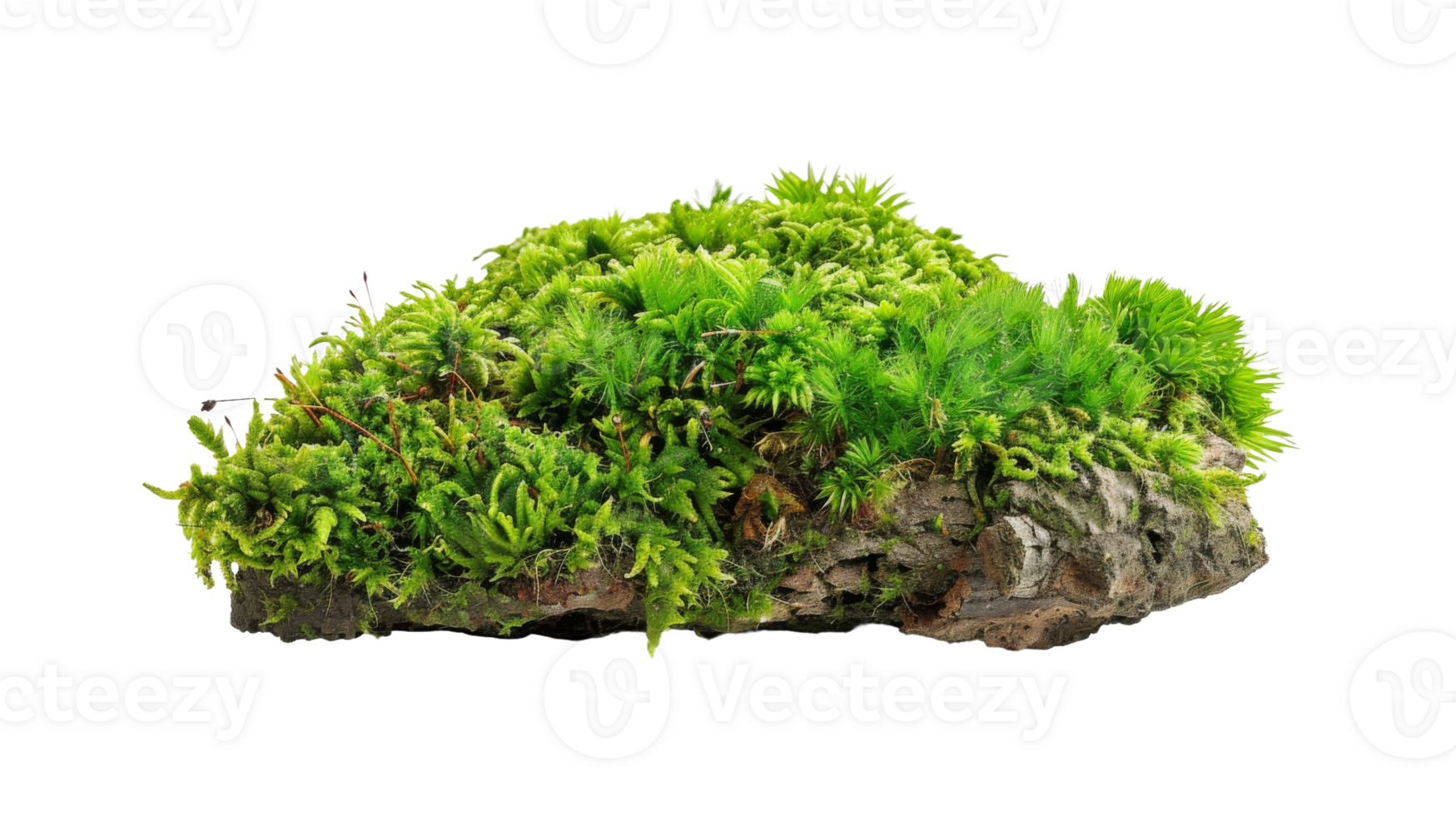 Dry moss on the transparent background, Format png