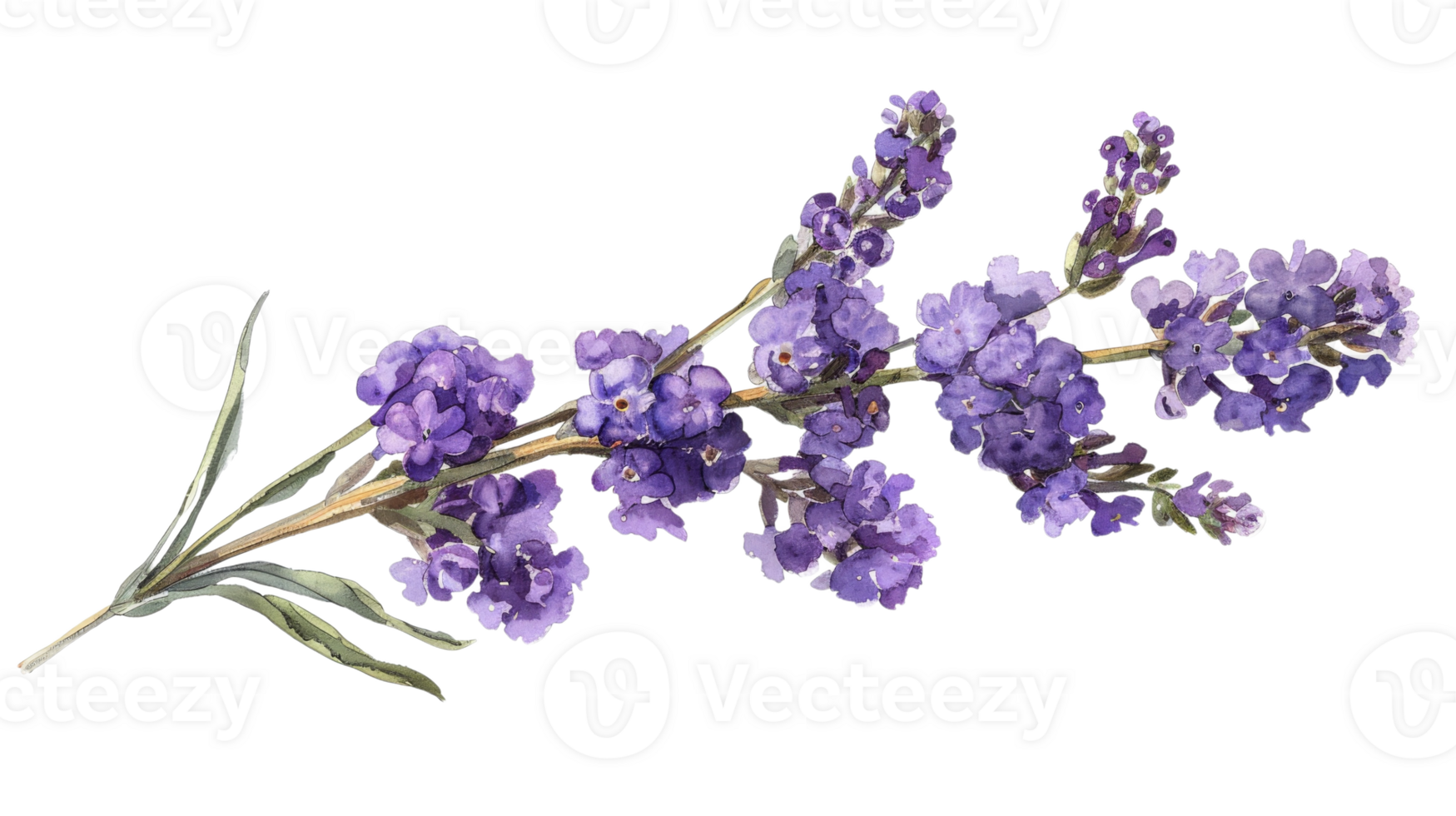 Statice flower on the Transparent Background, Format png