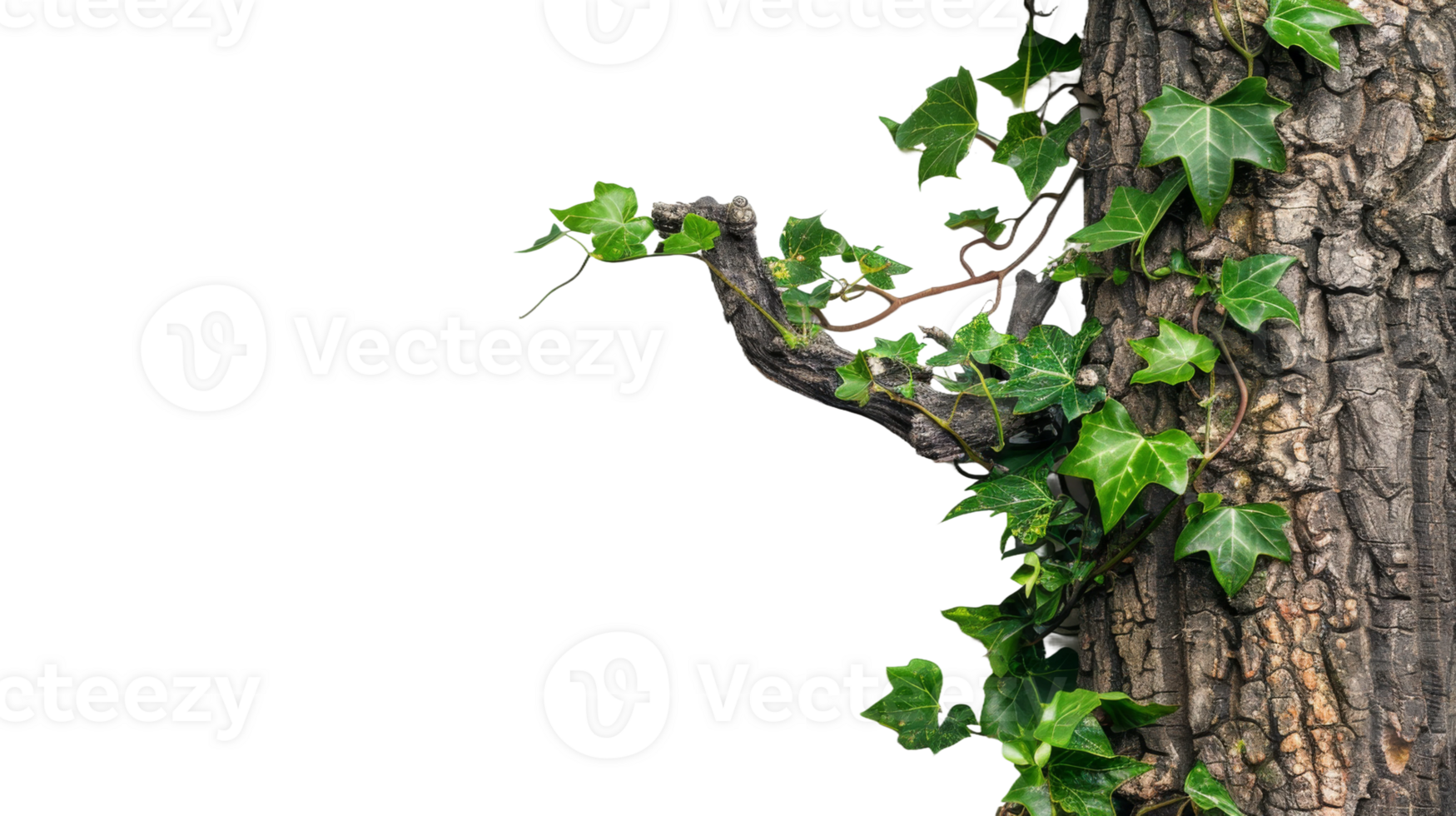 Jungle tree trunk adorned with climbing Monstera vine on the transparent background, Format png