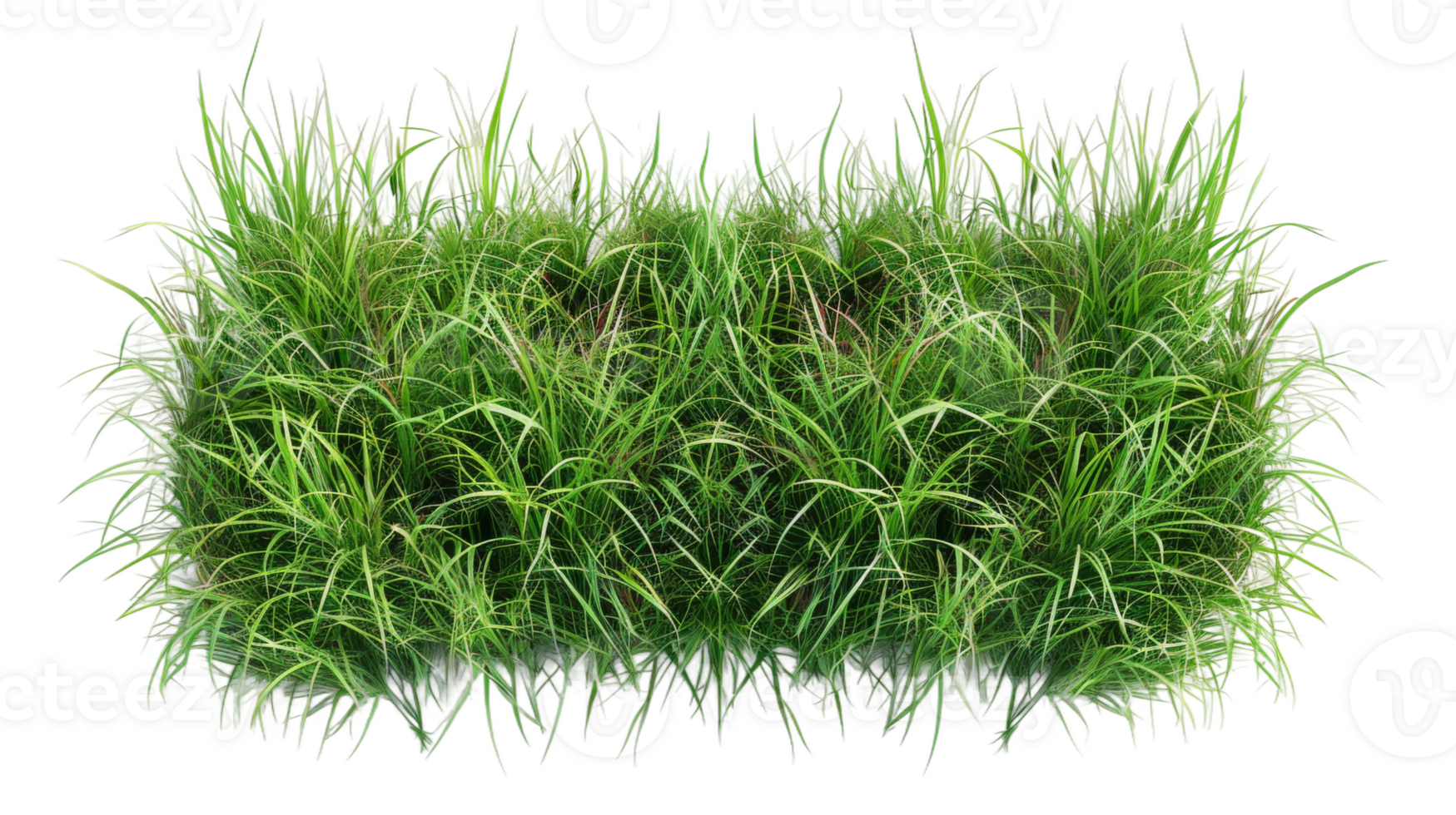 Border of Bermuda grass on the transparent background, Format png