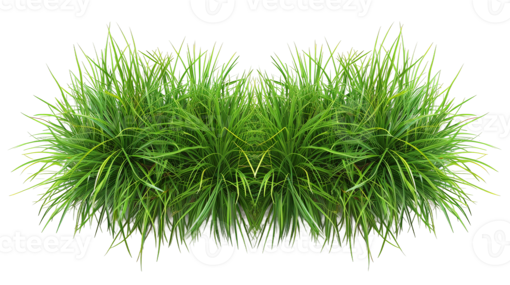 Bermuda grass border on the transparent background, Format png