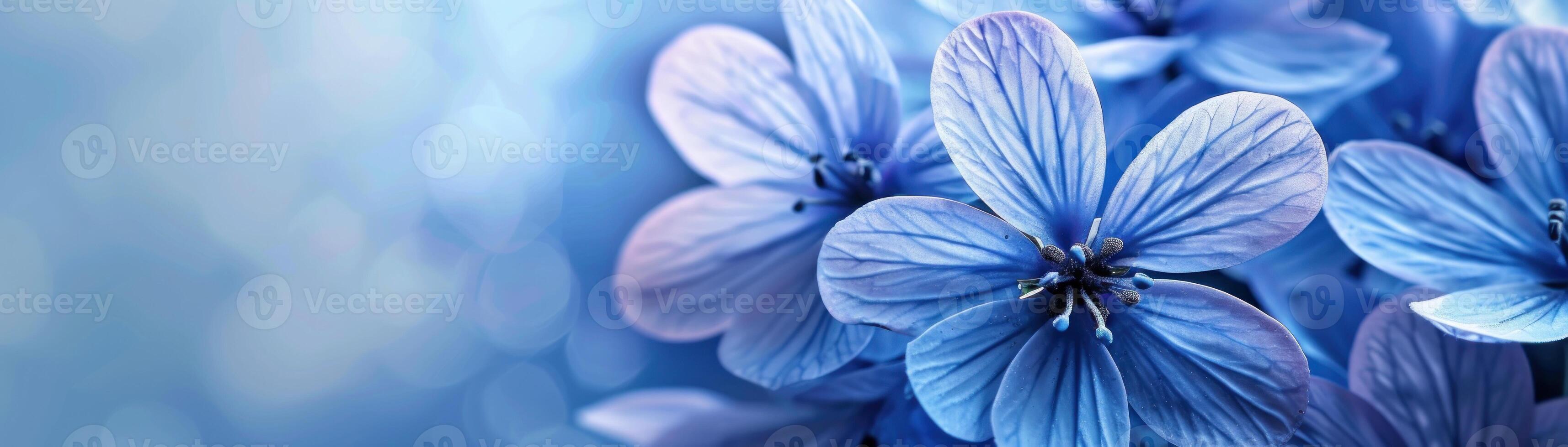 A solid periwinkle background that offers a soft and calming canvas for highlighting products or objects in the foreground. The gentle periwinkle color adds a sense of tranquility and elegance, photo