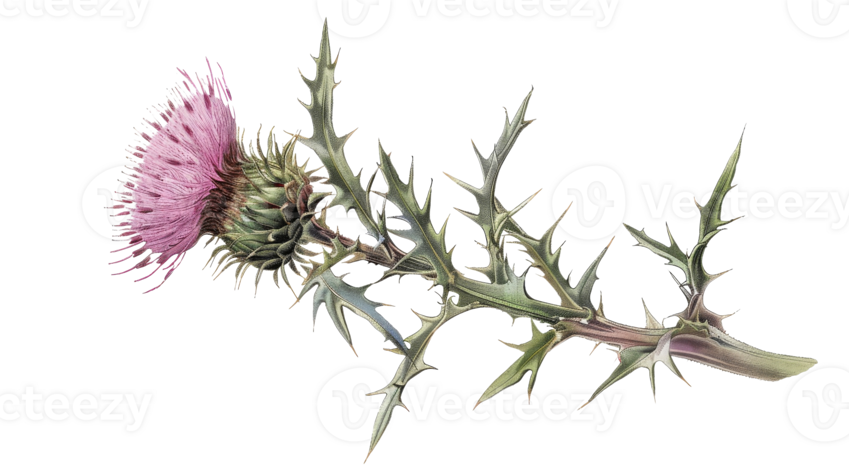 Thistle flower on the Transparent Background, Format png