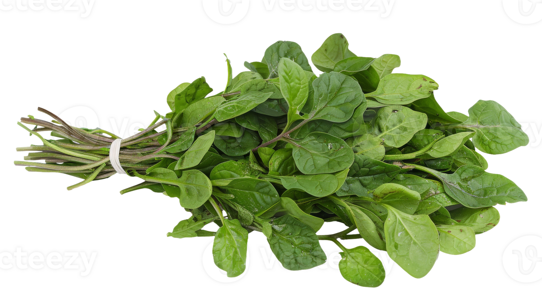 A fresh bunch of spinach leaves, deep green and vibrant on the transparent background, Format png