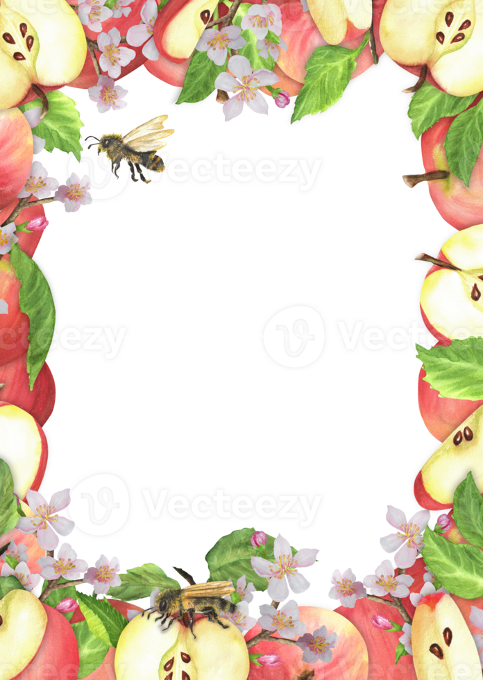 Rectangular frame with red apples, white blossoms, honeybees and green leaves. Seamless garden fruit frame. Hand-drawn watercolor illustration. png