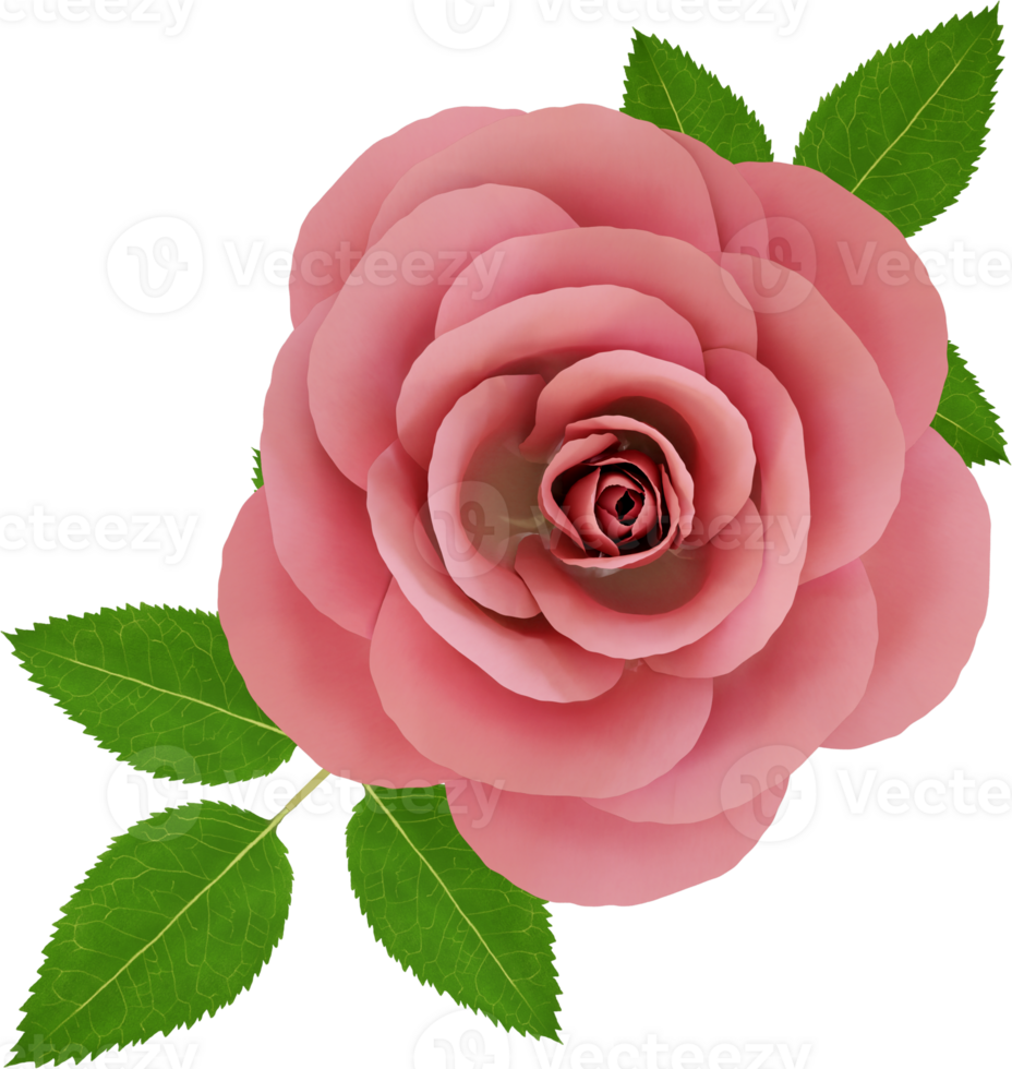 Pink Roses with Green Leaves png