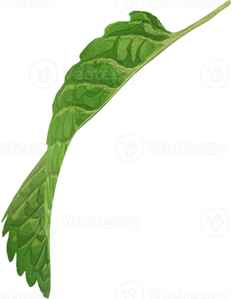 single mint leaf png