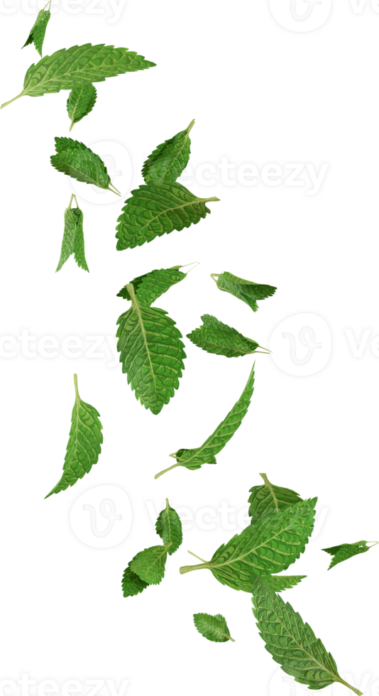 floating mint leaves png