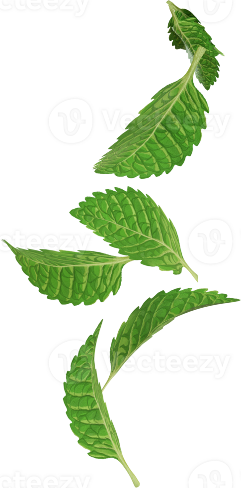 floating mint leaves png