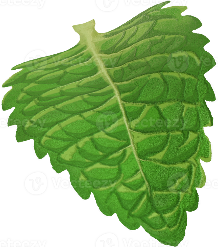 single mint leaf png